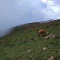 На вершине, не обращая внимания на довольно крутые склоны и туристов, спокойно паслись коровы